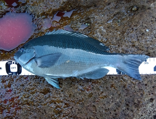 クチブトグレの釣果