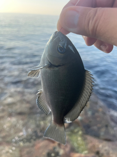 メジナの釣果