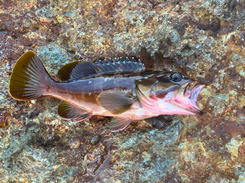 アカハタの釣果