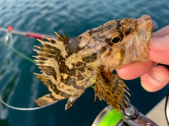 タケノコメバルの釣果