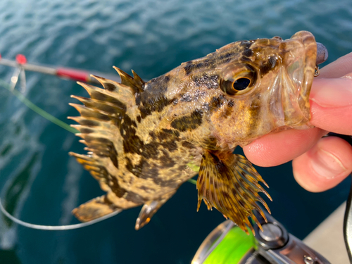 タケノコメバルの釣果