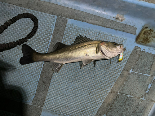 シーバスの釣果