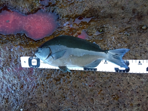 オナガグレの釣果