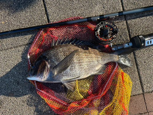 チヌの釣果