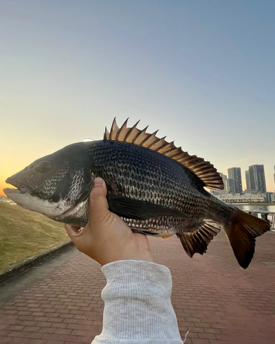 チヌの釣果