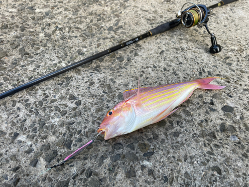 イトヨリダイの釣果