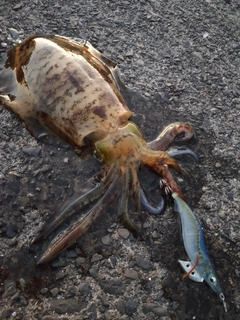 アオリイカの釣果