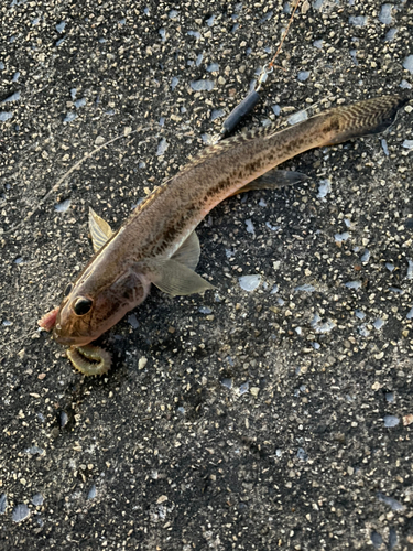 ハゼの釣果