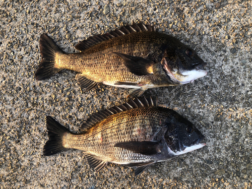 チヌの釣果