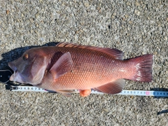 コブダイの釣果