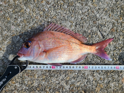 マダイの釣果