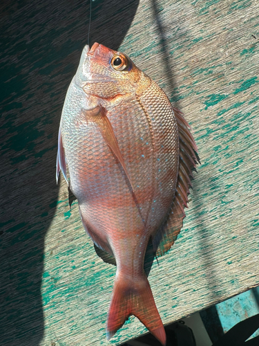 マダイの釣果