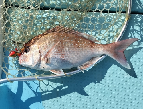 マダイの釣果