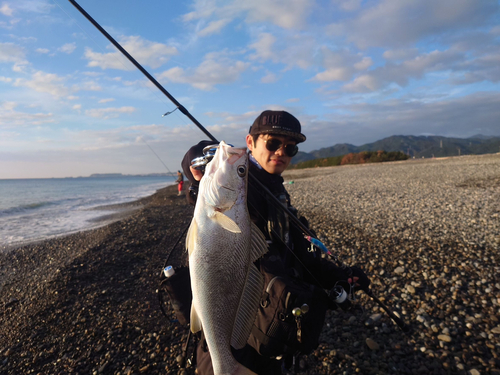 ニベの釣果