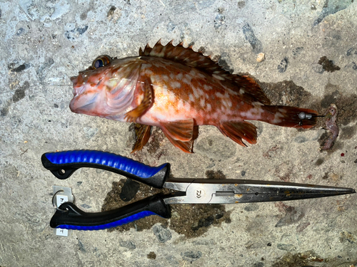 カサゴの釣果