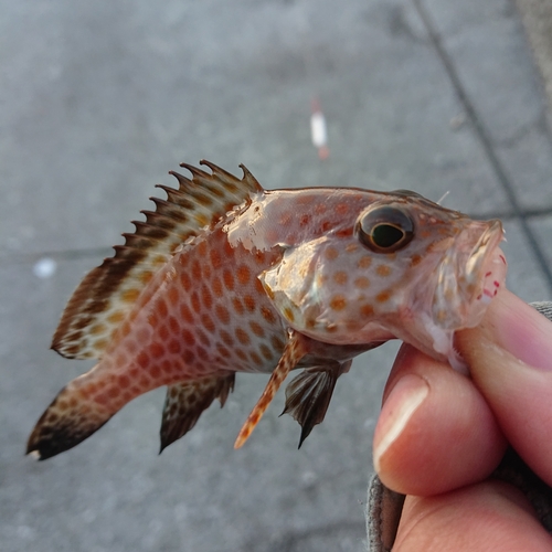 オオモンハタの釣果