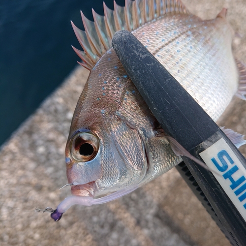 チダイの釣果