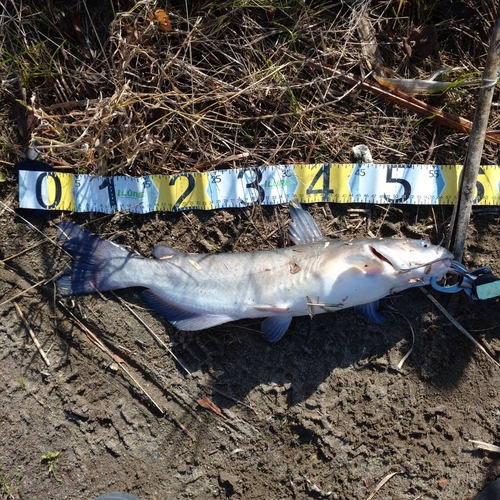 アメリカナマズの釣果