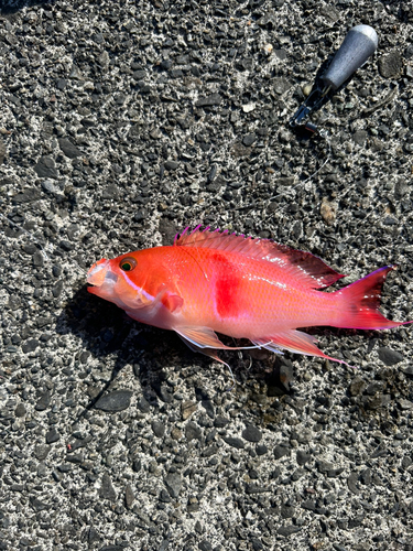 アカオビハナダイの釣果