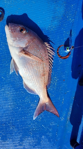 タイの釣果