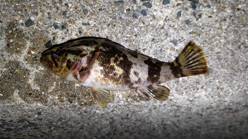 メバルの釣果