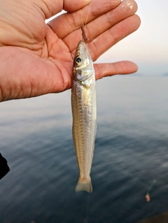 キスの釣果