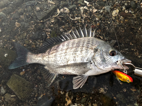 クロダイの釣果