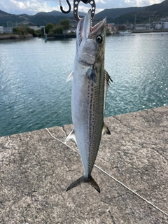 サゴシの釣果