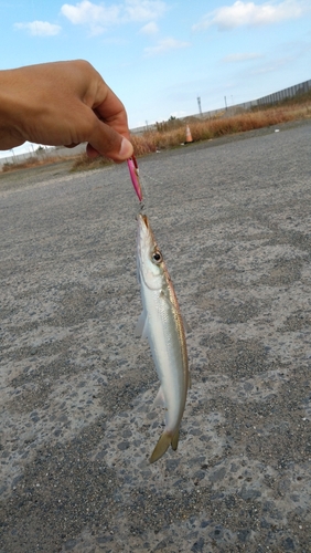 カマスの釣果