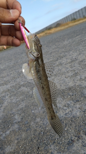 ハゼの釣果