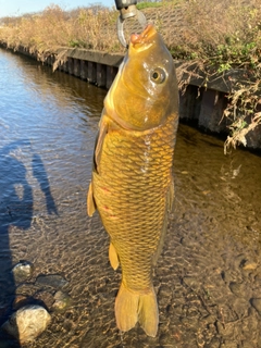 コイの釣果