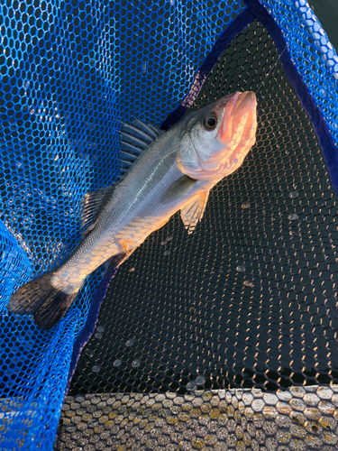 ハネ（マルスズキ）の釣果