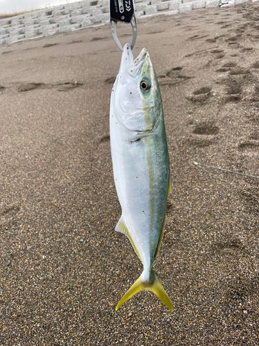 イナダの釣果