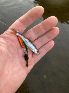 オイカワの釣果