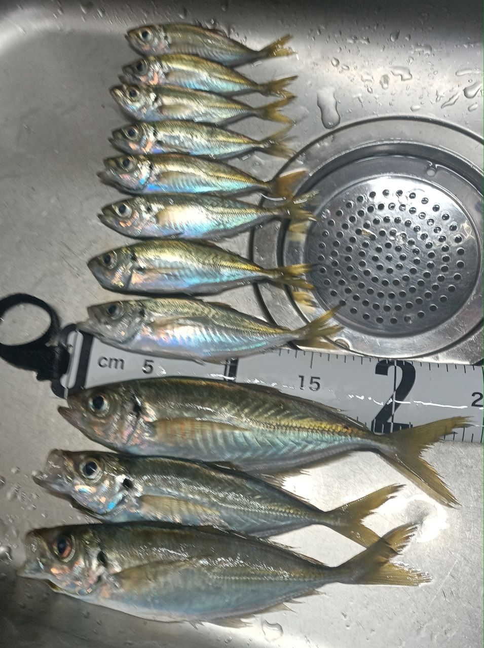 古都さんの釣果 2枚目の画像