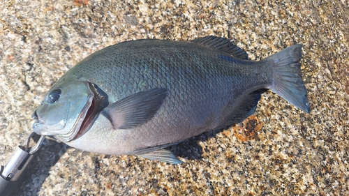 メジナの釣果