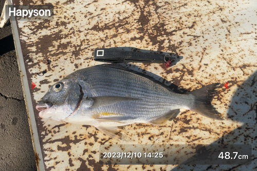 ヘダイの釣果