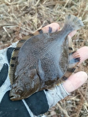 カレイの釣果