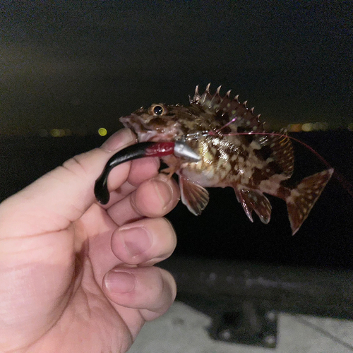 カサゴの釣果