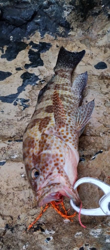 オオモンハタの釣果