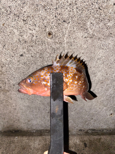 アコウの釣果