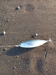 マルソウダの釣果