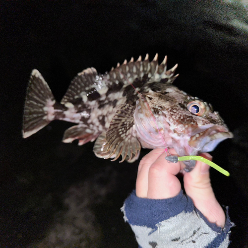 カサゴの釣果