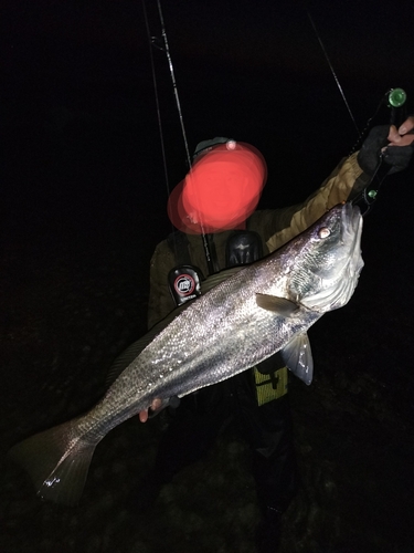 オオニベの釣果