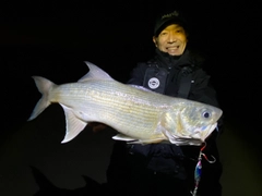 ツバメコノシロの釣果