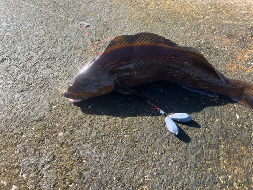 シロメバルの釣果