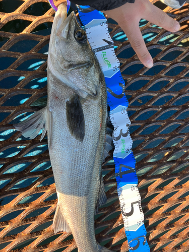 スズキの釣果