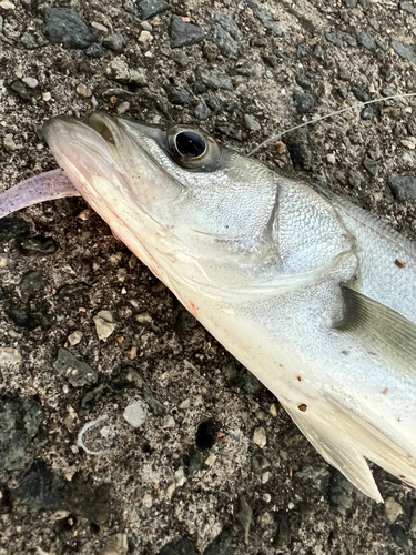 スズキの釣果