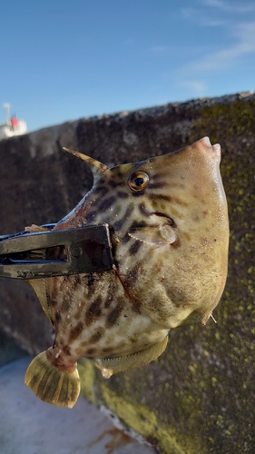 カワハギの釣果