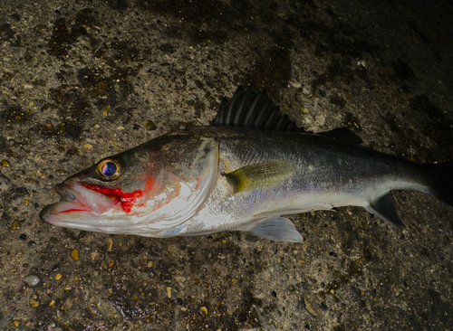 シーバスの釣果